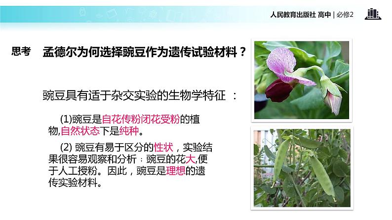 【教学课件】《孟德尔的豌豆杂交实验一）》（人教）第3页