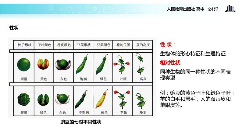 【教学课件】《孟德尔的豌豆杂交实验一）》（人教）第4页