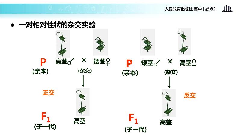 【教学课件】《孟德尔的豌豆杂交实验一）》（人教）第8页