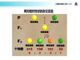 【教学课件】《孟德尔的豌豆杂交实验二）》（人教）