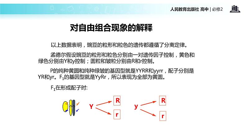 【教学课件】《孟德尔的豌豆杂交实验二）》（人教）04