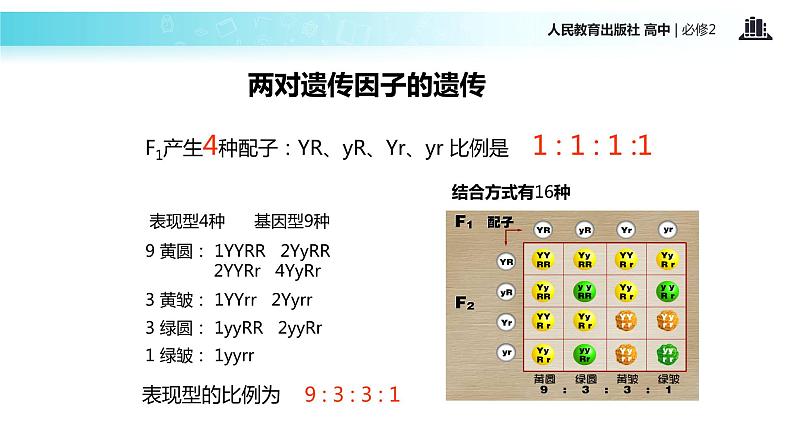 【教学课件】《孟德尔的豌豆杂交实验二）》（人教）05