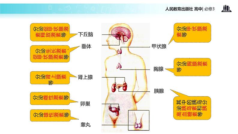 【教学课件】《通过激素的调节》（人教）03