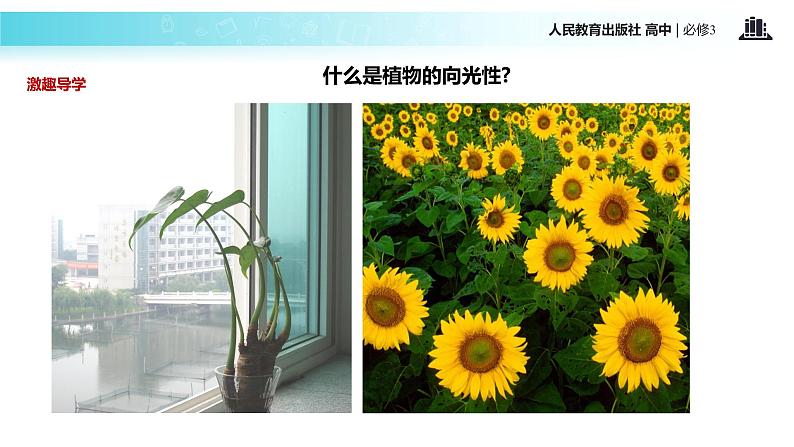 发现式教学【教学课件】《植物生长素的发现》（人教）02