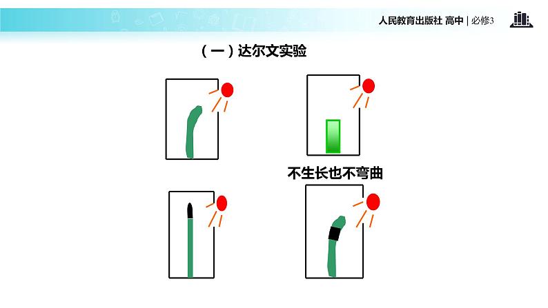 发现式教学【教学课件】《植物生长素的发现》（人教）07