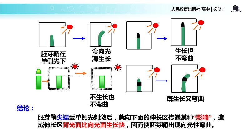 发现式教学【教学课件】《植物生长素的发现》（人教）08