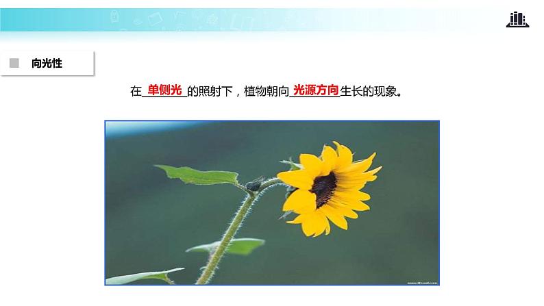 【教学课件】《植物生长素的发现》（人教）04