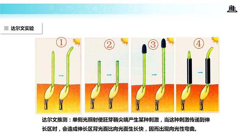 【教学课件】《植物生长素的发现》（人教）08