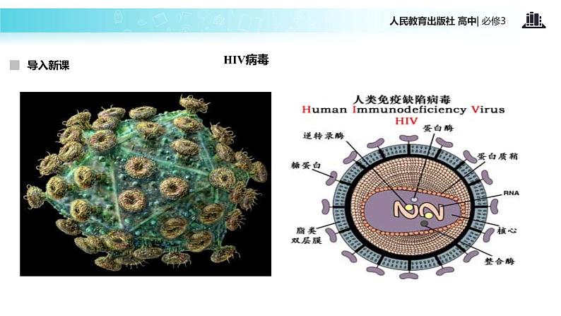 【教学课件】《免疫调节》（人教）04