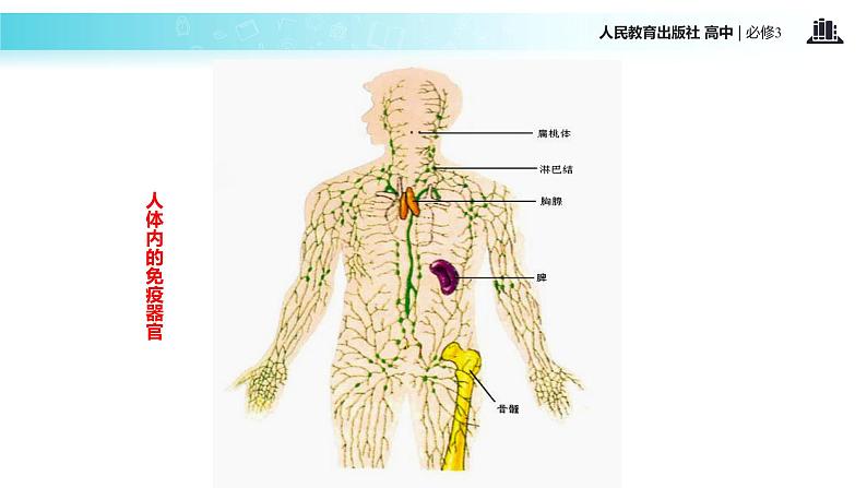 发现式教学【教学课件】《免疫调节》（人教）07