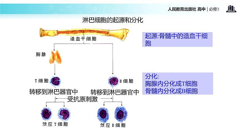 发现式教学【教学课件】《免疫调节》（人教）08