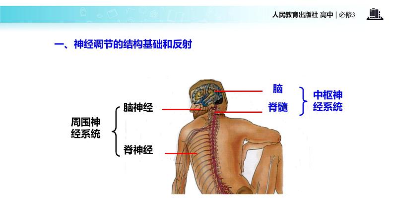 发现式教学【教学课件】《内环境稳态的重要性》（人教） (2)05