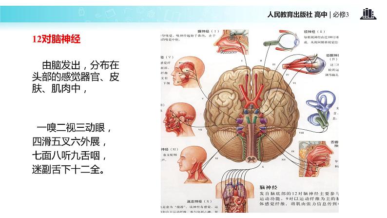 发现式教学【教学课件】《内环境稳态的重要性》（人教） (2)06