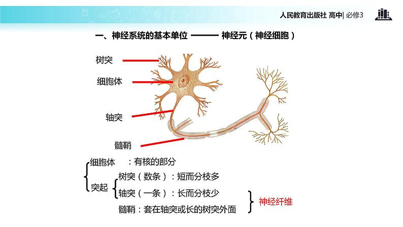 【教学课件】《通过神经系统的调节》（人教）07