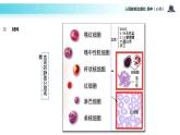 【教学课件】《细胞生活的环境》（人教）