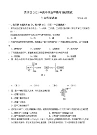 上海市黄浦区2021届高三下学期4月高中学业等级考调研测试（二模）生物试题（含答案）