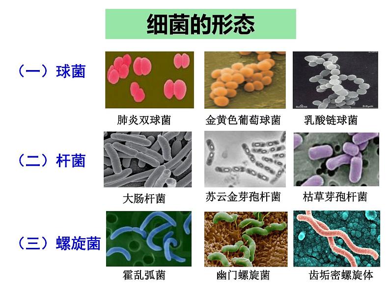 微生物的实验室培养课件第3页