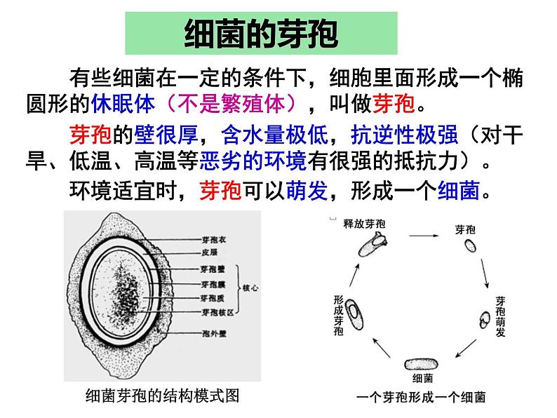 微生物的实验室培养课件第4页