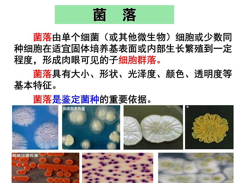 微生物的实验室培养课件第5页