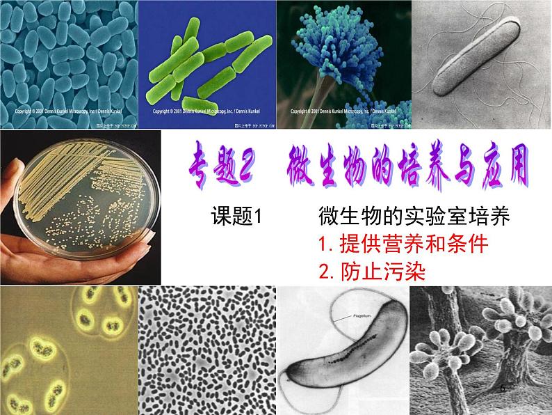 微生物的实验室培养课件第6页