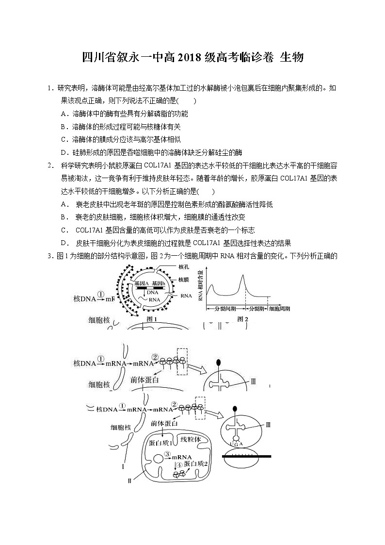 四川省叙永一中高2018级高考临诊卷 生物（含答案）第1页