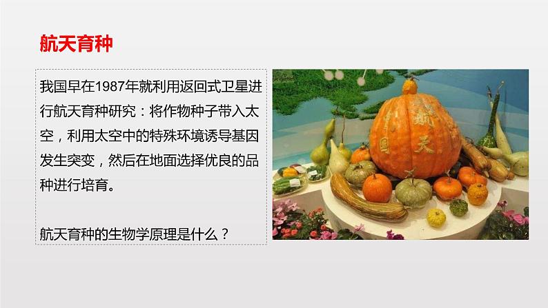 高中 生物 人教版 (2019) 必修2《遗传与进化》5.1 基因突变和基因重组第2页