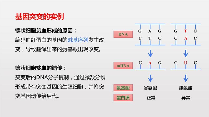 高中 生物 人教版 (2019) 必修2《遗传与进化》5.1 基因突变和基因重组第4页