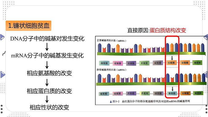高中 生物 人教版 (2019) 必修2《遗传与进化》5.1 基因突变和基因重组第6页
