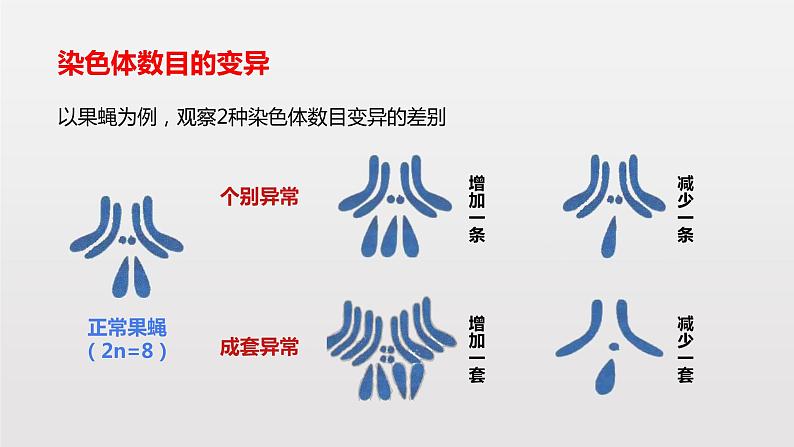 高中 生物 人教版 (2019) 必修2《遗传与进化》5.2 染色体变异组 课件07