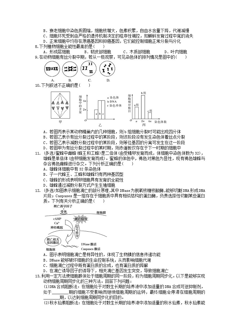 2021年高考生物三轮冲刺《细胞的生命历程》练习一（含答案）第2页