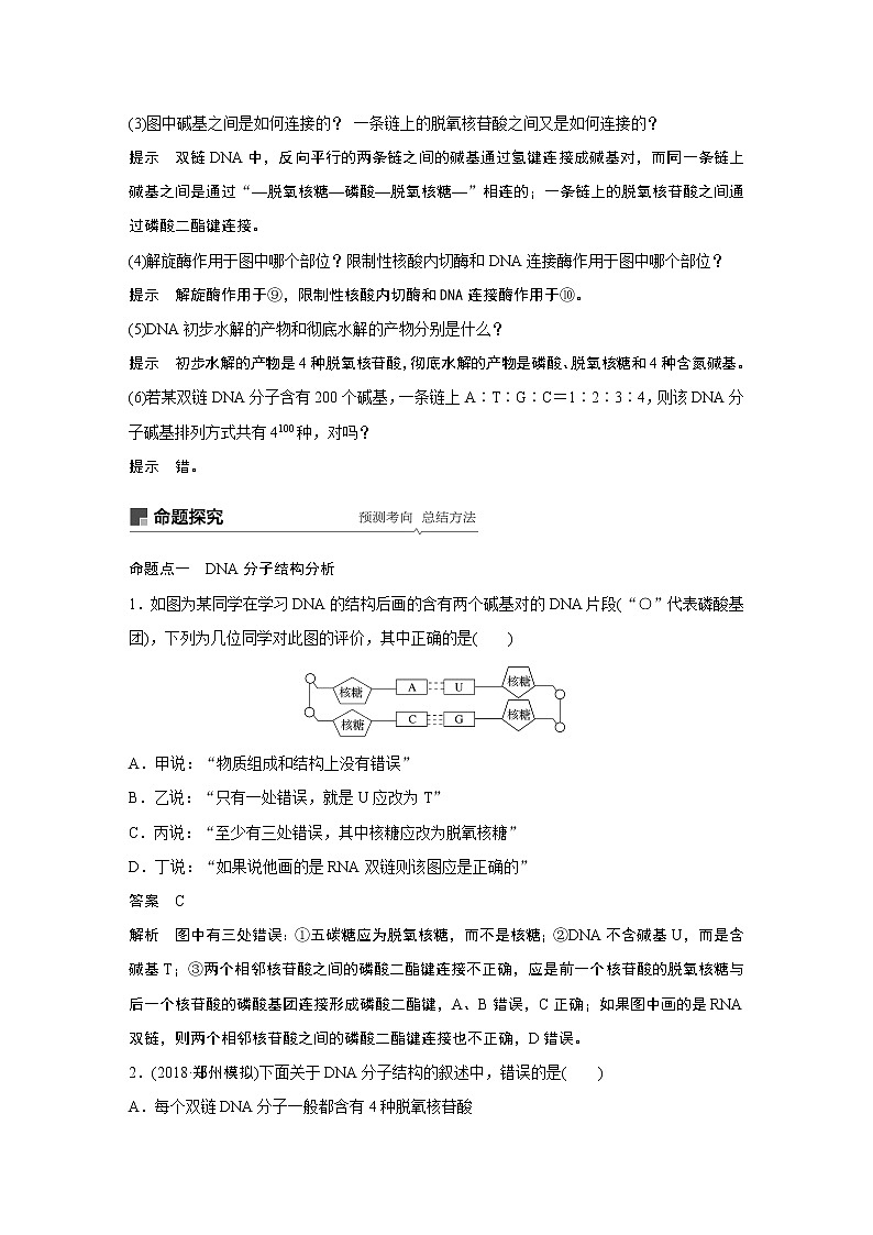 高考生物专题复习第18讲　DNA分子的结构、复制及基因的本质03