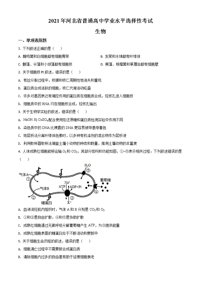 2021年新高考河北生物高考真题及答案解析 (原卷+解析卷)01