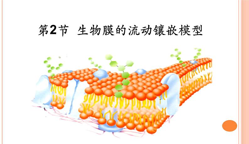 高中生物人教版 (新课标) 必修1课件  4.2 生物膜的流动镶嵌模型01