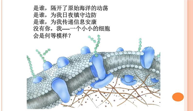 高中生物人教版 (新课标) 必修1课件  4.2 生物膜的流动镶嵌模型02