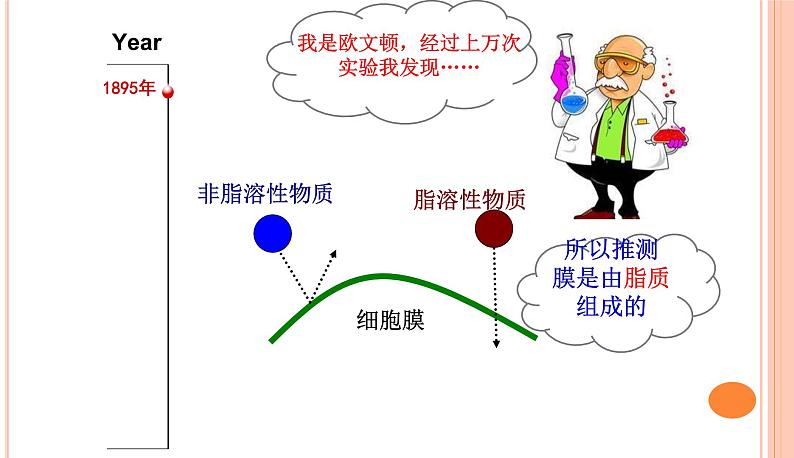 高中生物人教版 (新课标) 必修1课件  4.2 生物膜的流动镶嵌模型03