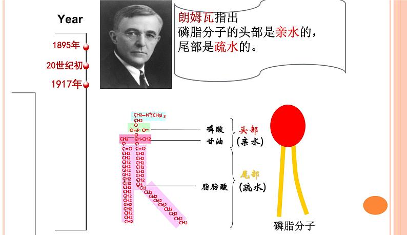 高中生物人教版 (新课标) 必修1课件  4.2 生物膜的流动镶嵌模型06