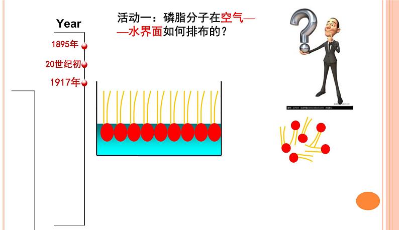 高中生物人教版 (新课标) 必修1课件  4.2 生物膜的流动镶嵌模型07