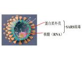 高中生物人教版 (新课标) 必修1课件  1.1从生物圈到细胞