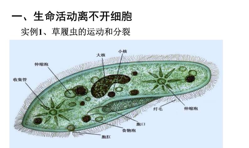 高中生物人教版 (新课标) 必修1课件  1.1从生物圈到细胞06