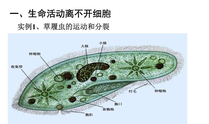 高中生物人教版 (新课标) 必修1课件  1.1从生物圈到细胞06