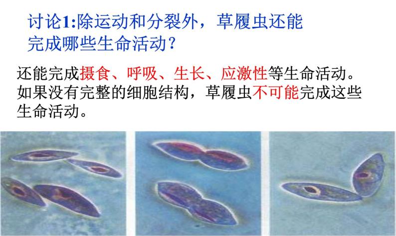 高中生物人教版 (新课标) 必修1课件  1.1从生物圈到细胞07