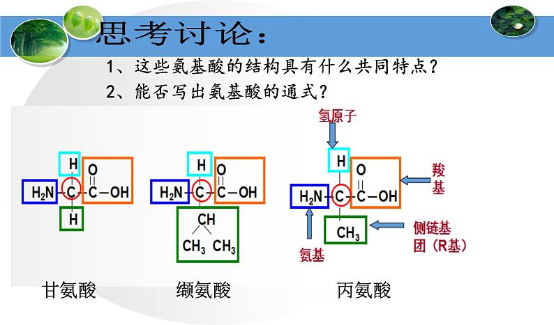 高中生物人教版 (新课标) 必修1课件  2.2生命活动的主要承担者—蛋白质05