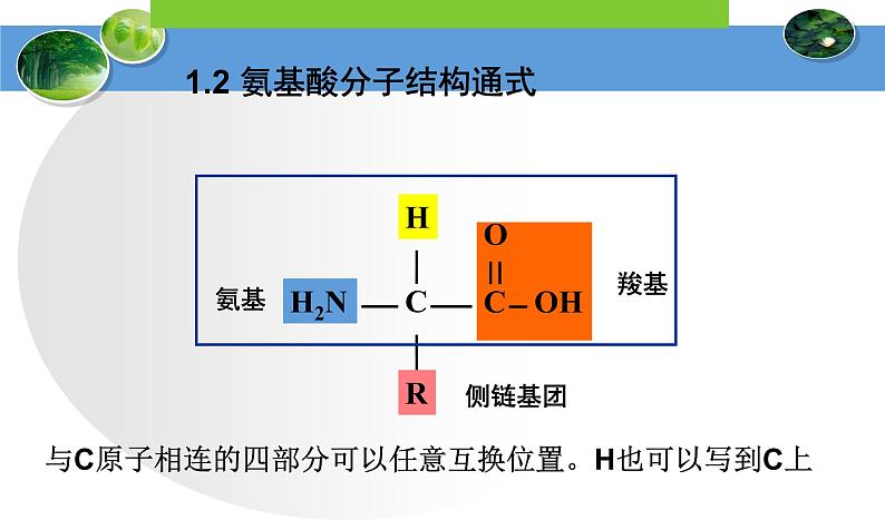 高中生物人教版 (新课标) 必修1课件  2.2生命活动的主要承担者—蛋白质06