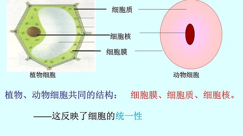 高中生物人教版 (新课标) 必修1课件  1.2.2细胞的多样性和统一性04