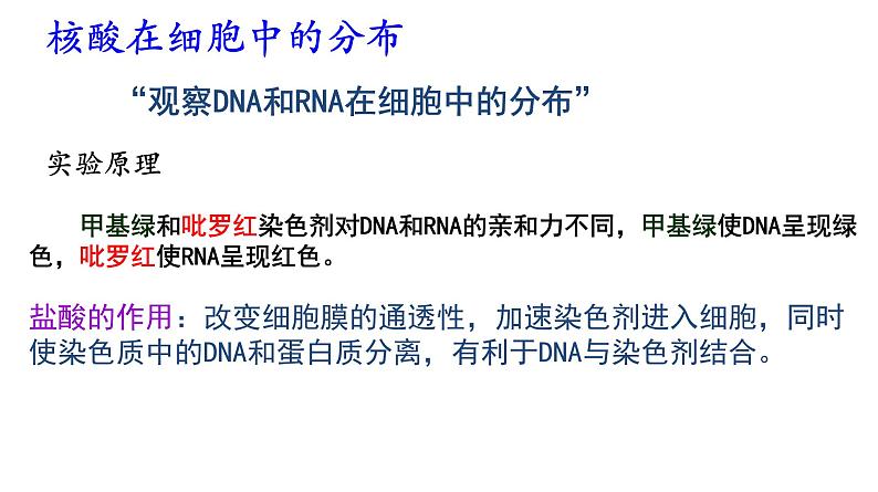 高中生物人教版 (新课标) 必修1课件  2.3 遗传信息的携带者—核酸06