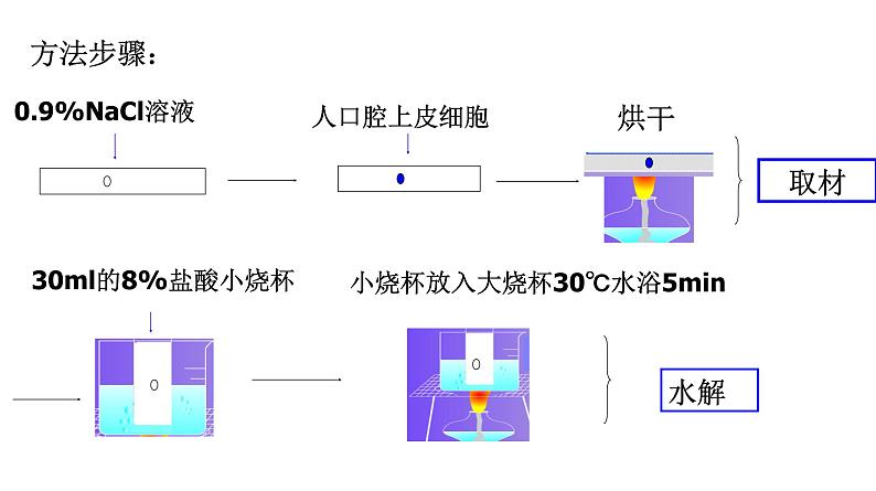 高中生物人教版 (新课标) 必修1课件  2.3 遗传信息的携带者—核酸07