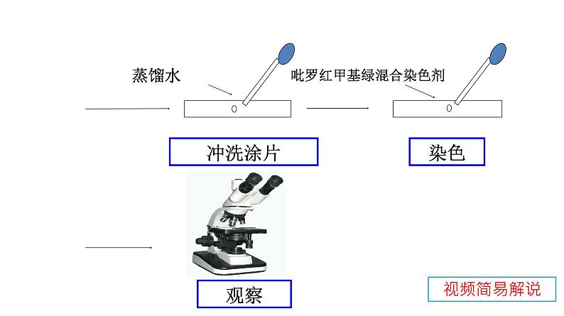 高中生物人教版 (新课标) 必修1课件  2.3 遗传信息的携带者—核酸08