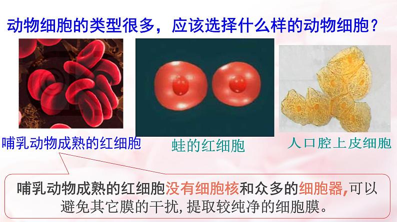 高中生物人教版 (新课标) 必修1课件  3.1细胞膜 系统的边界05