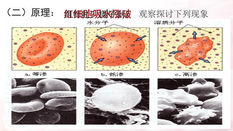 高中生物人教版 (新课标) 必修1课件  3.1细胞膜 系统的边界06