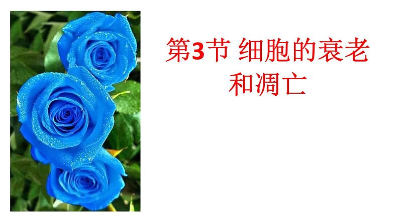 高中生物人教版 (新课标) 必修1课件  6.3、6.4  细胞的衰老和凋亡、细胞癌变02